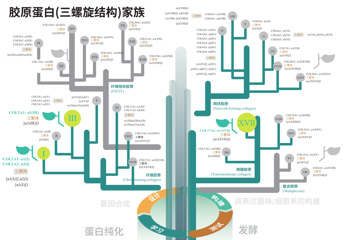 人全長(zhǎng)重組膠原蛋白